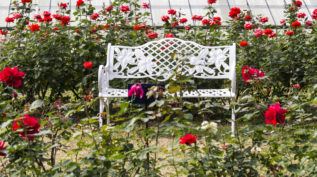 红玫瑰花园里的白色椅子